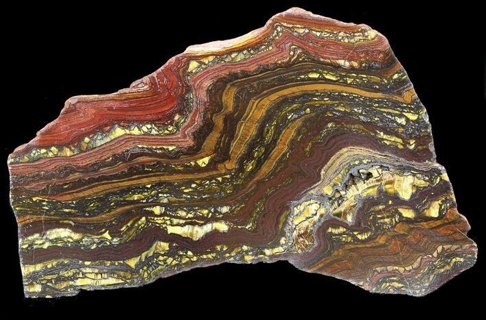 Polished Tiger Iron Stromatolite - ( Billion Years) #42621